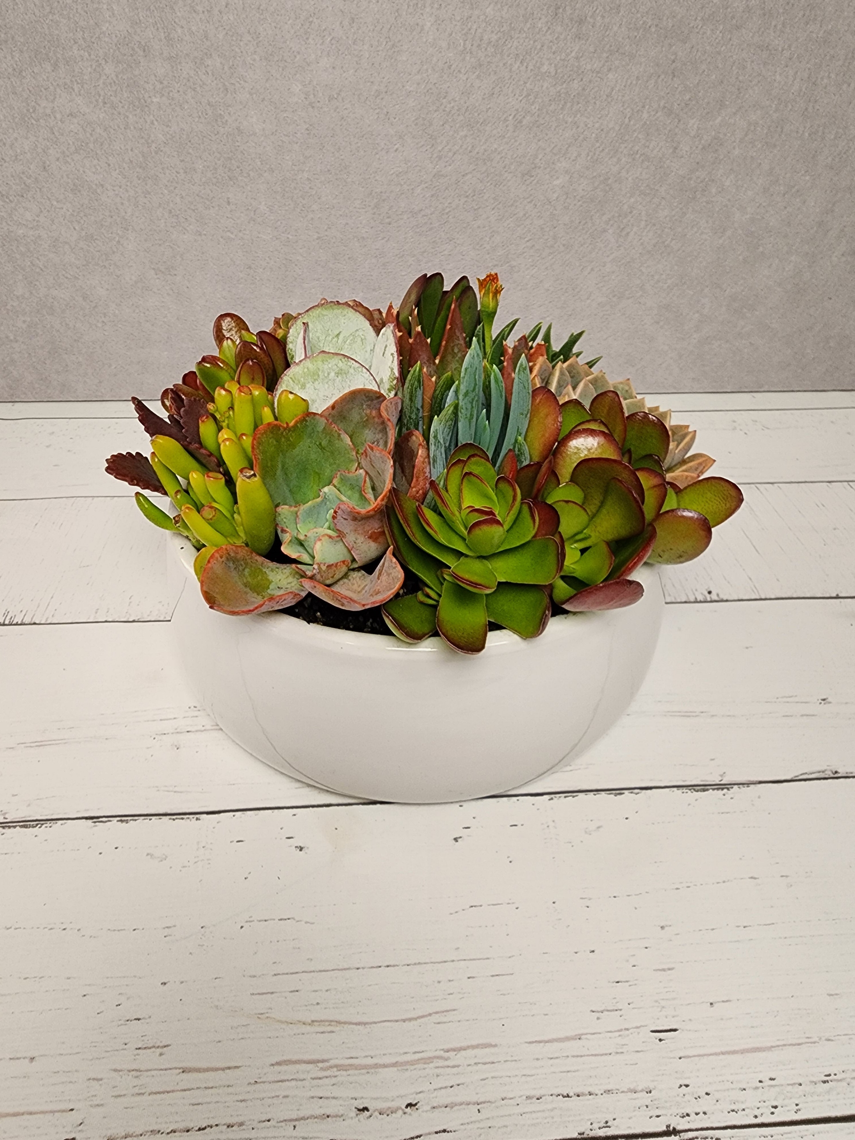 White Belly Bowl Succulent Arrangement