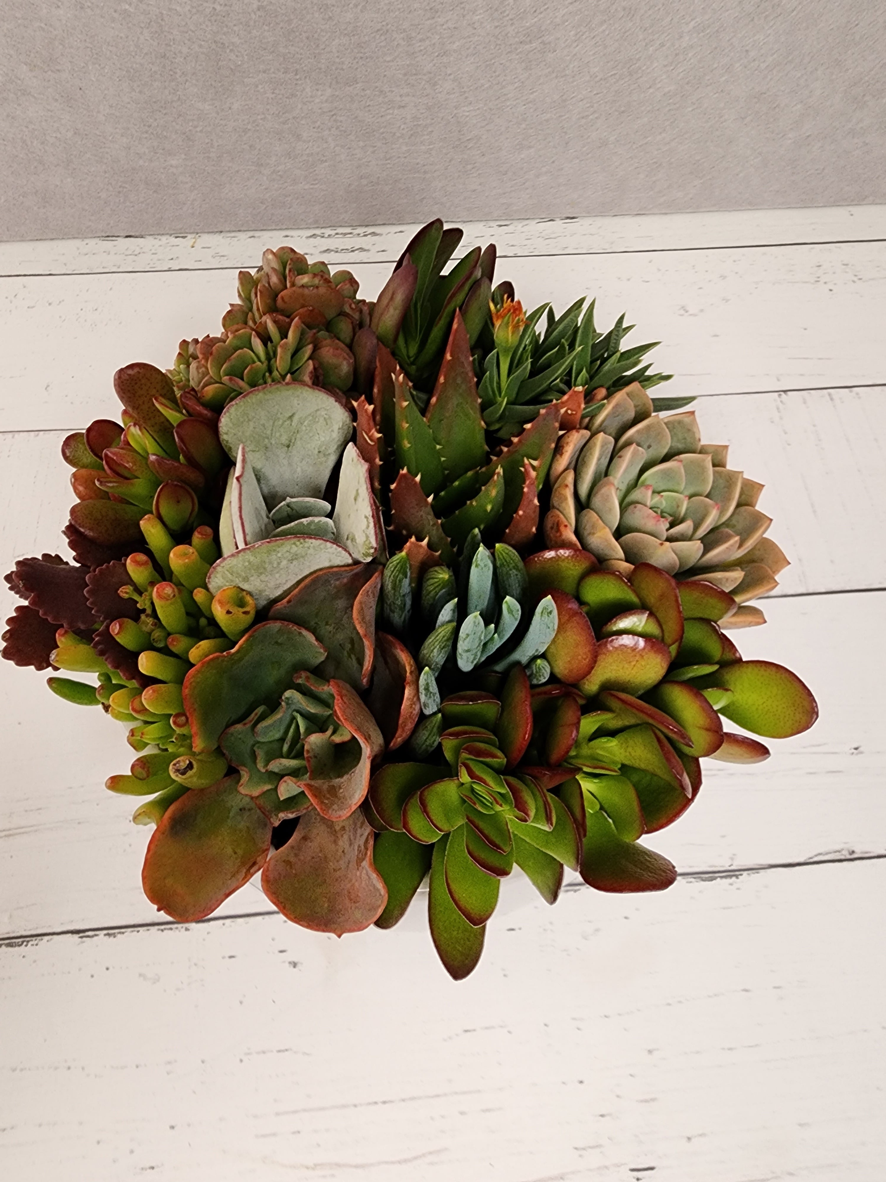 White Belly Bowl Succulent Arrangement
