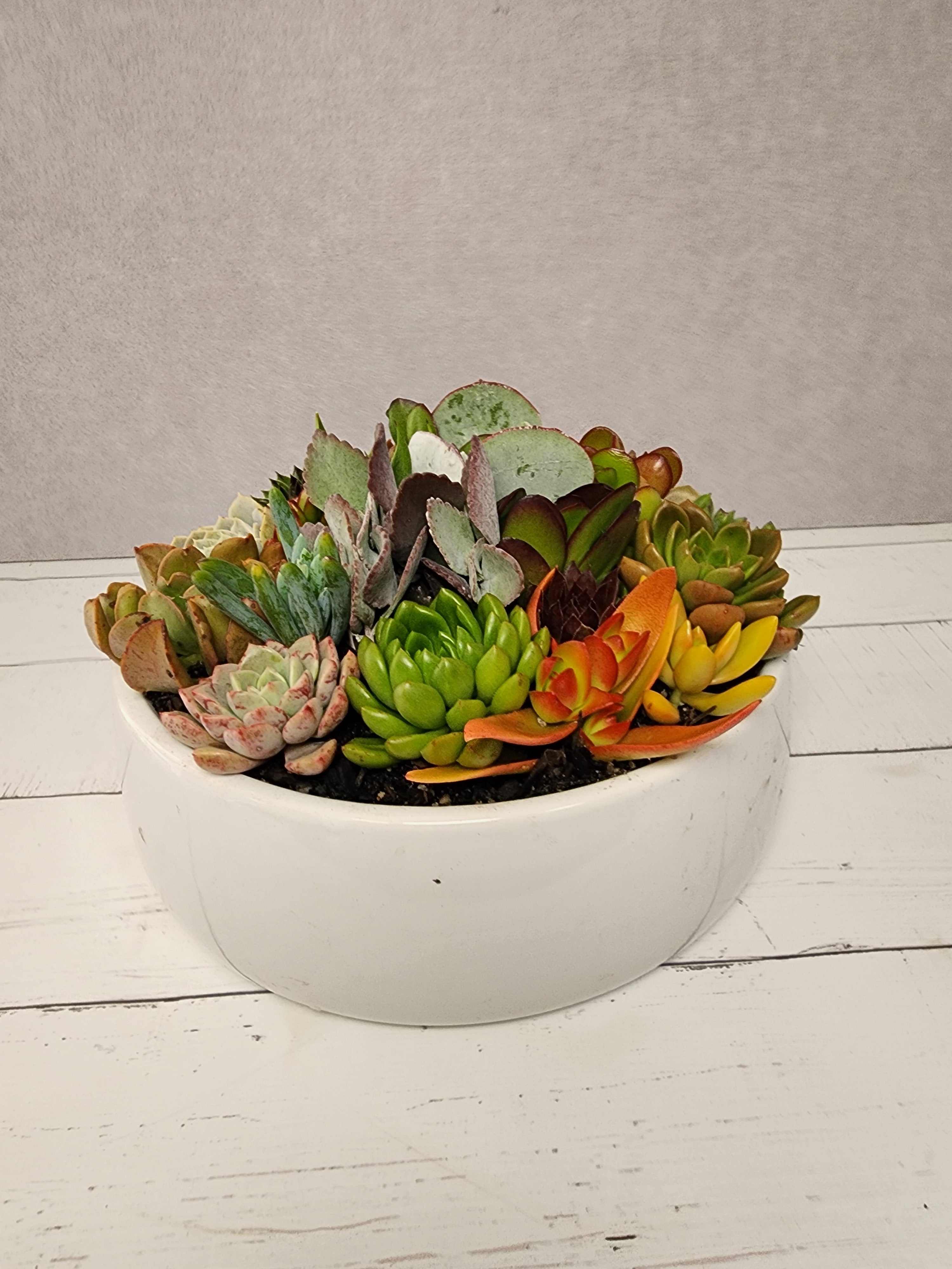 White Belly Bowl Succulent Arrangement
