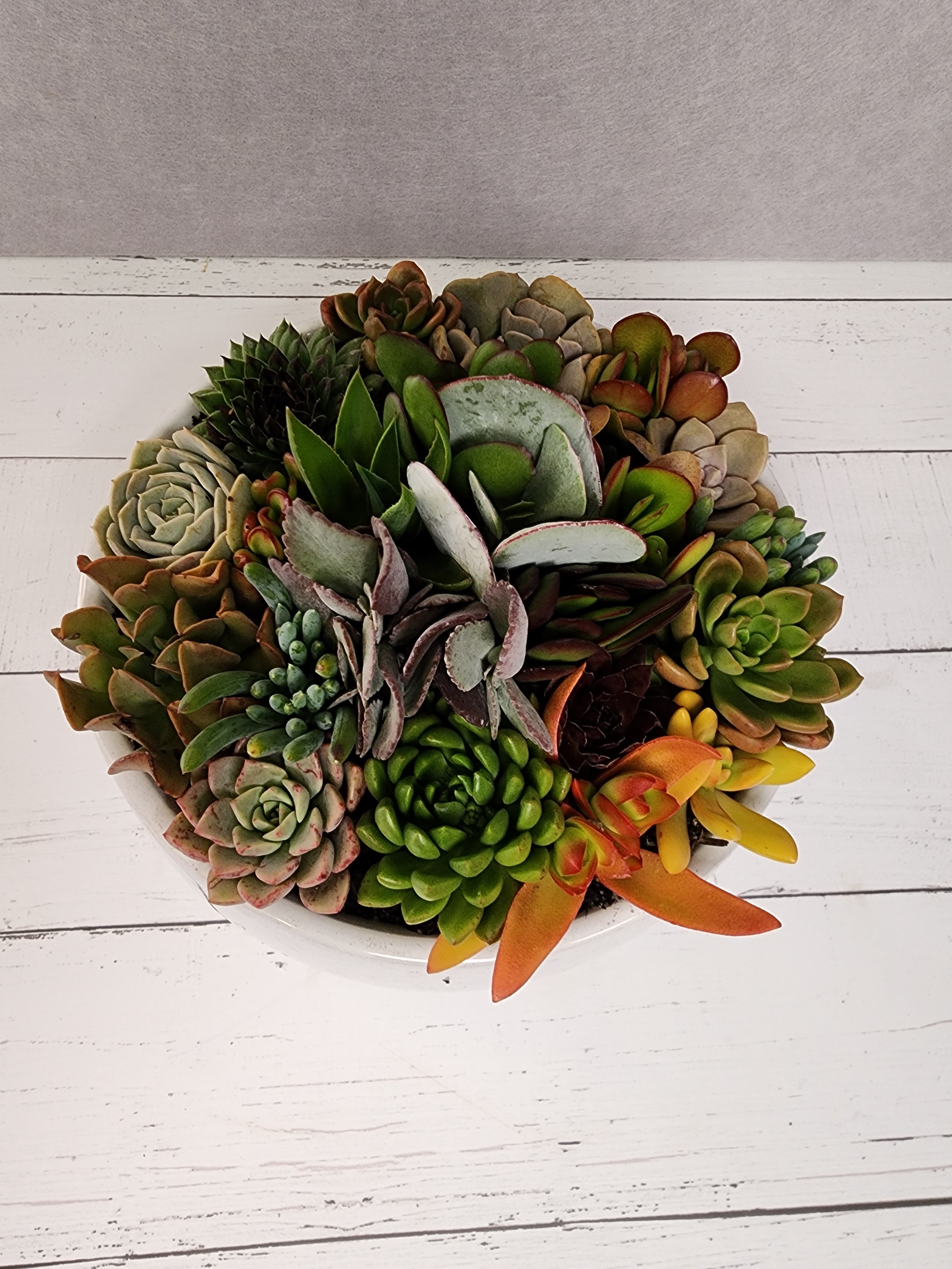 White Belly Bowl Succulent Arrangement
