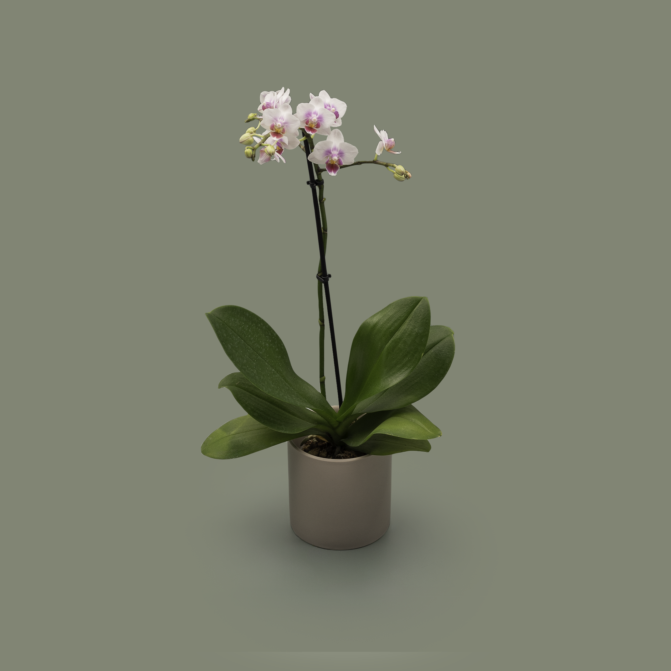 Plant delivery perth