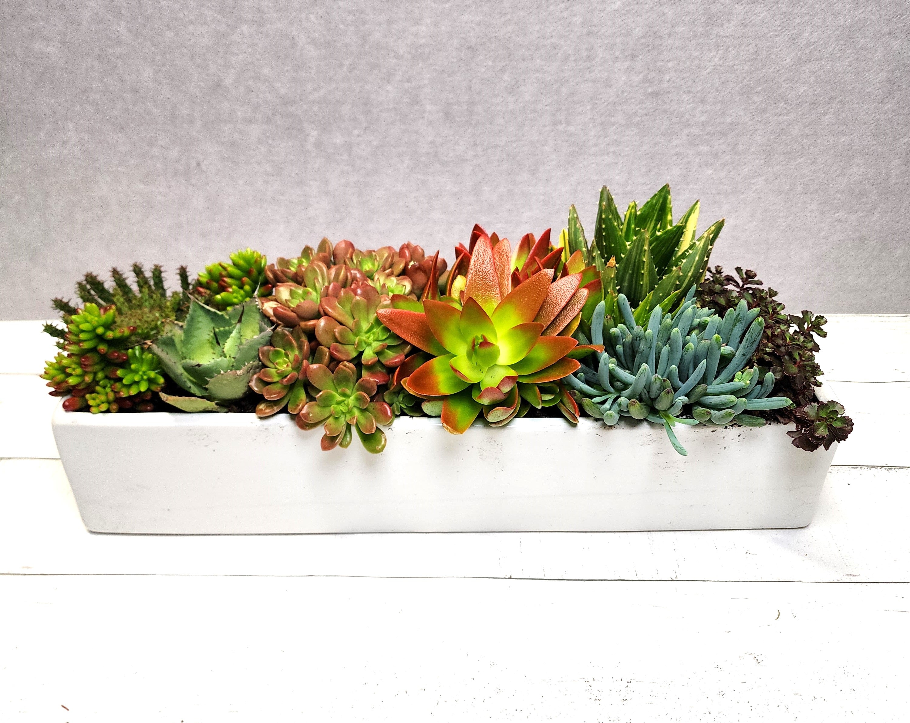 White Ceramic Succulent Arrangement
