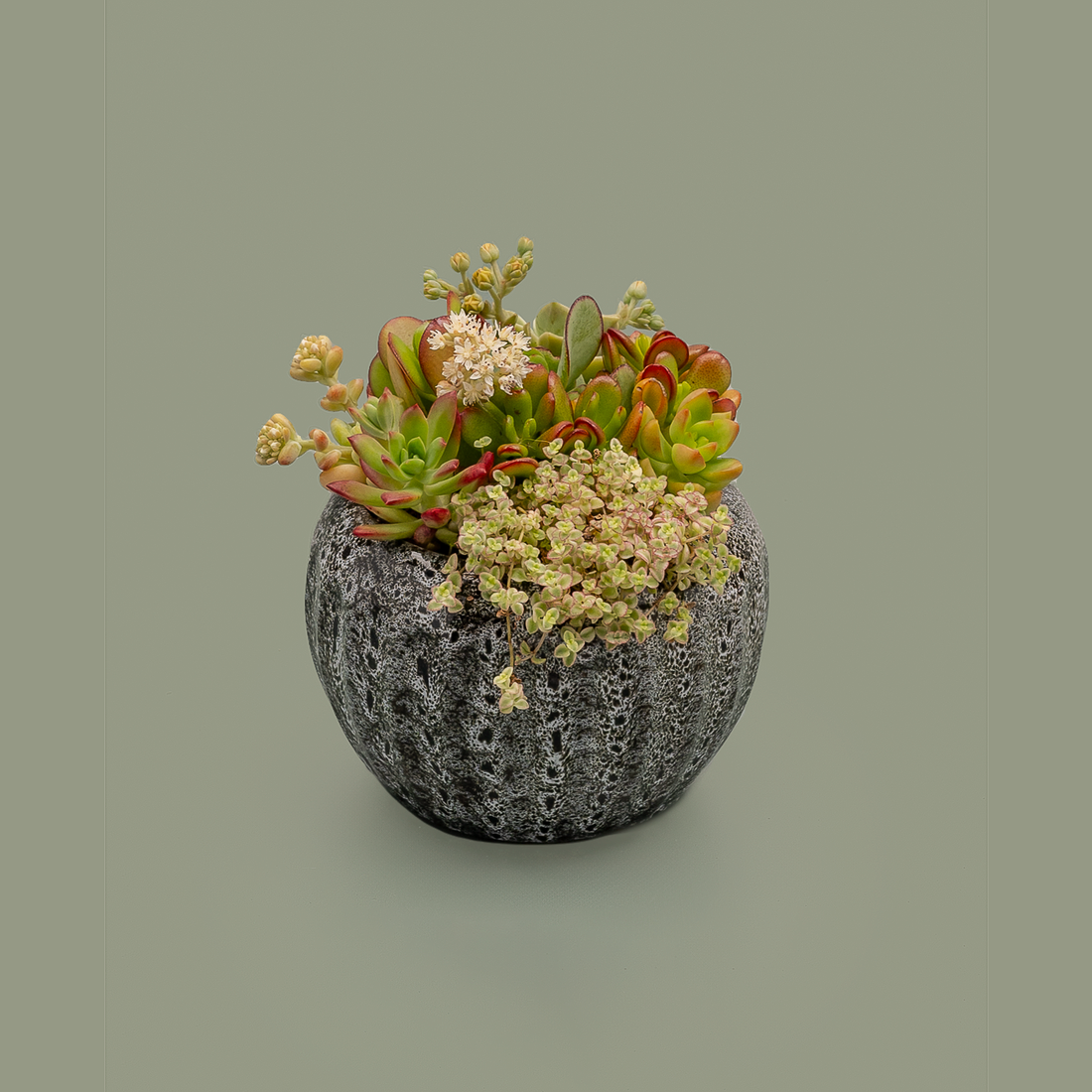 Succulent Arrangement, Small