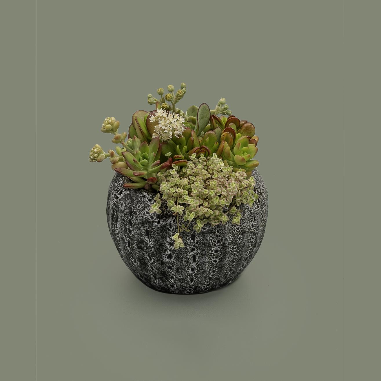 Succulent Arrangement, Small