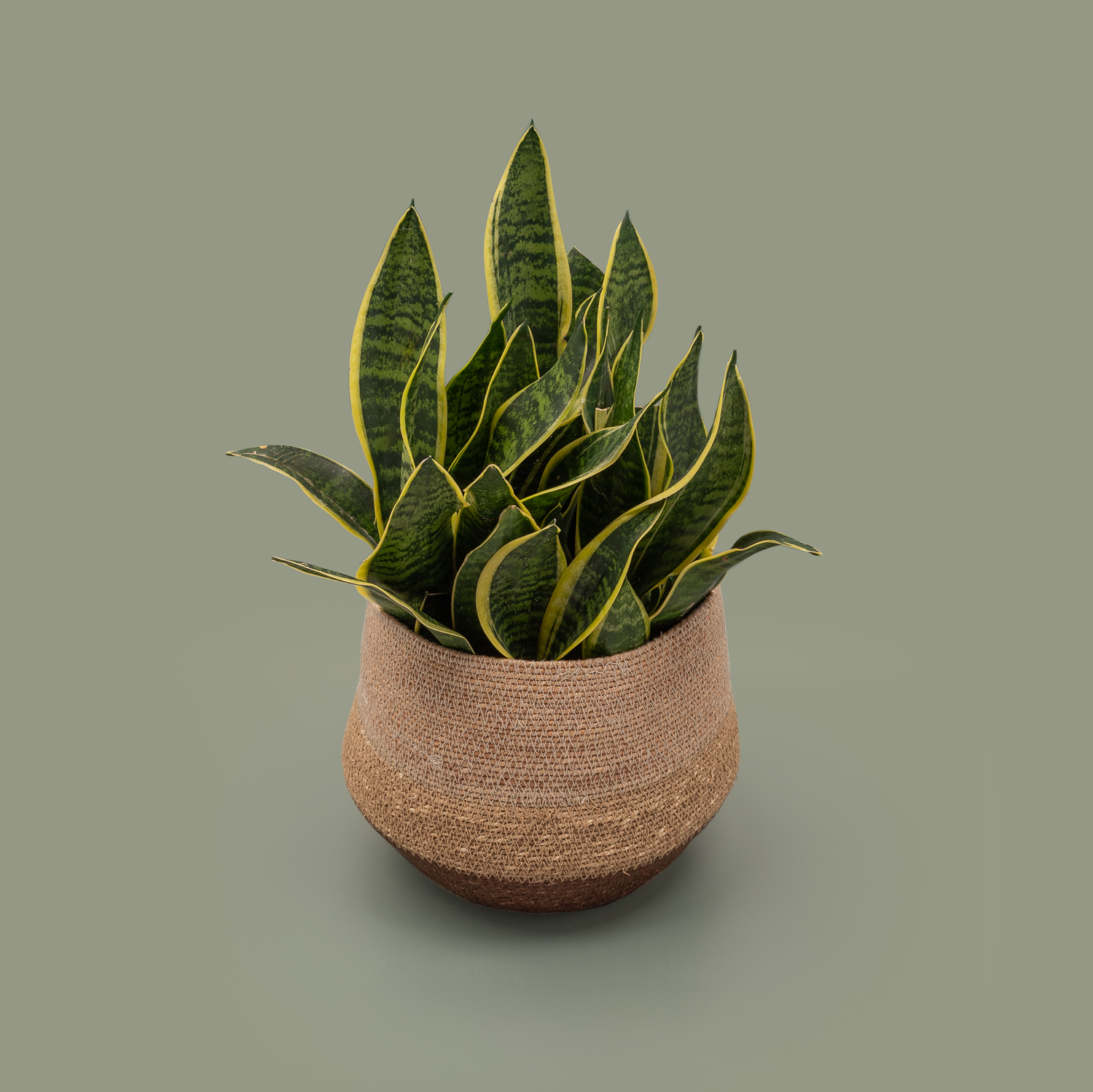 Sansevieria in a Basket