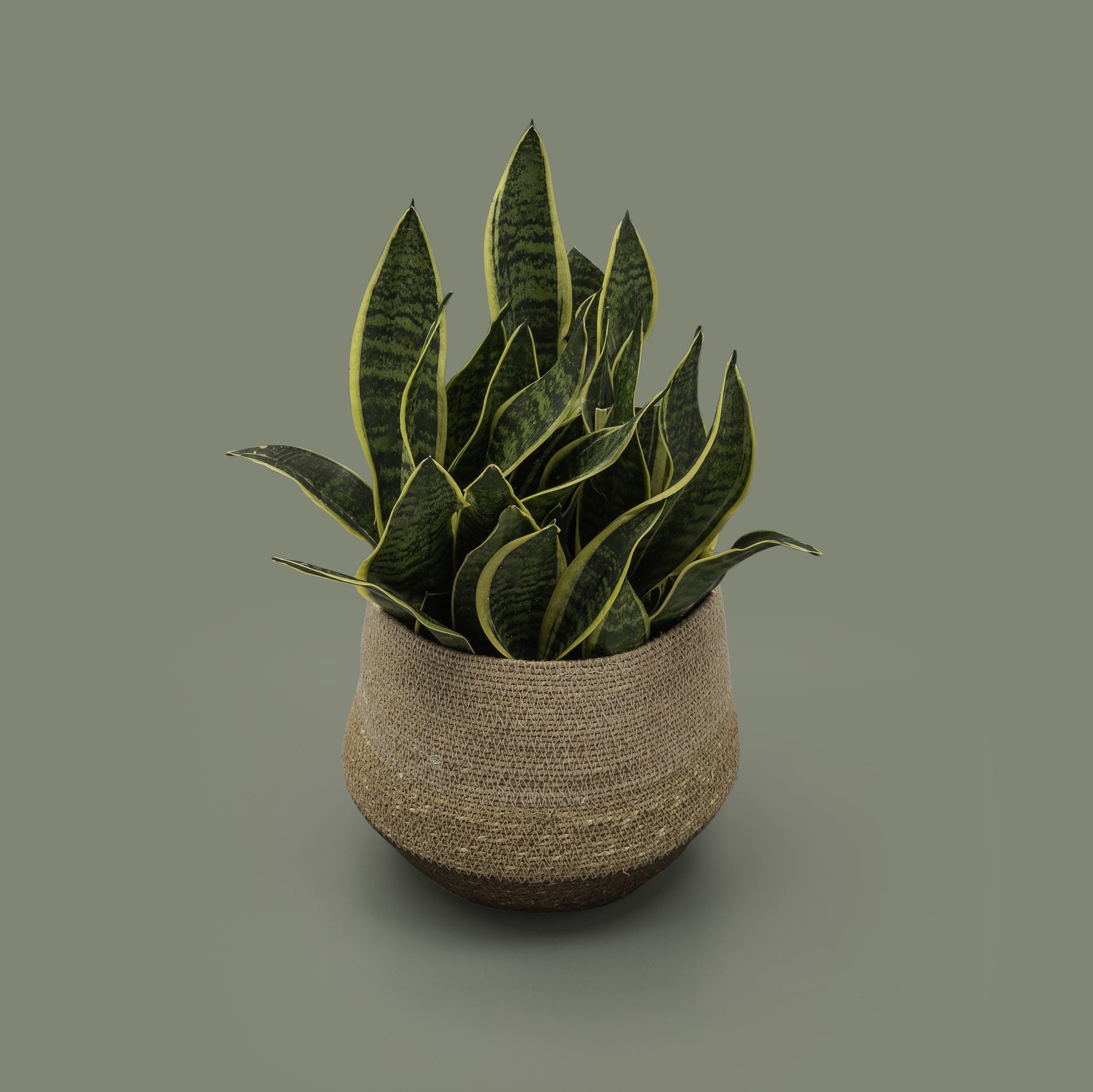 Sansevieria in a Basket