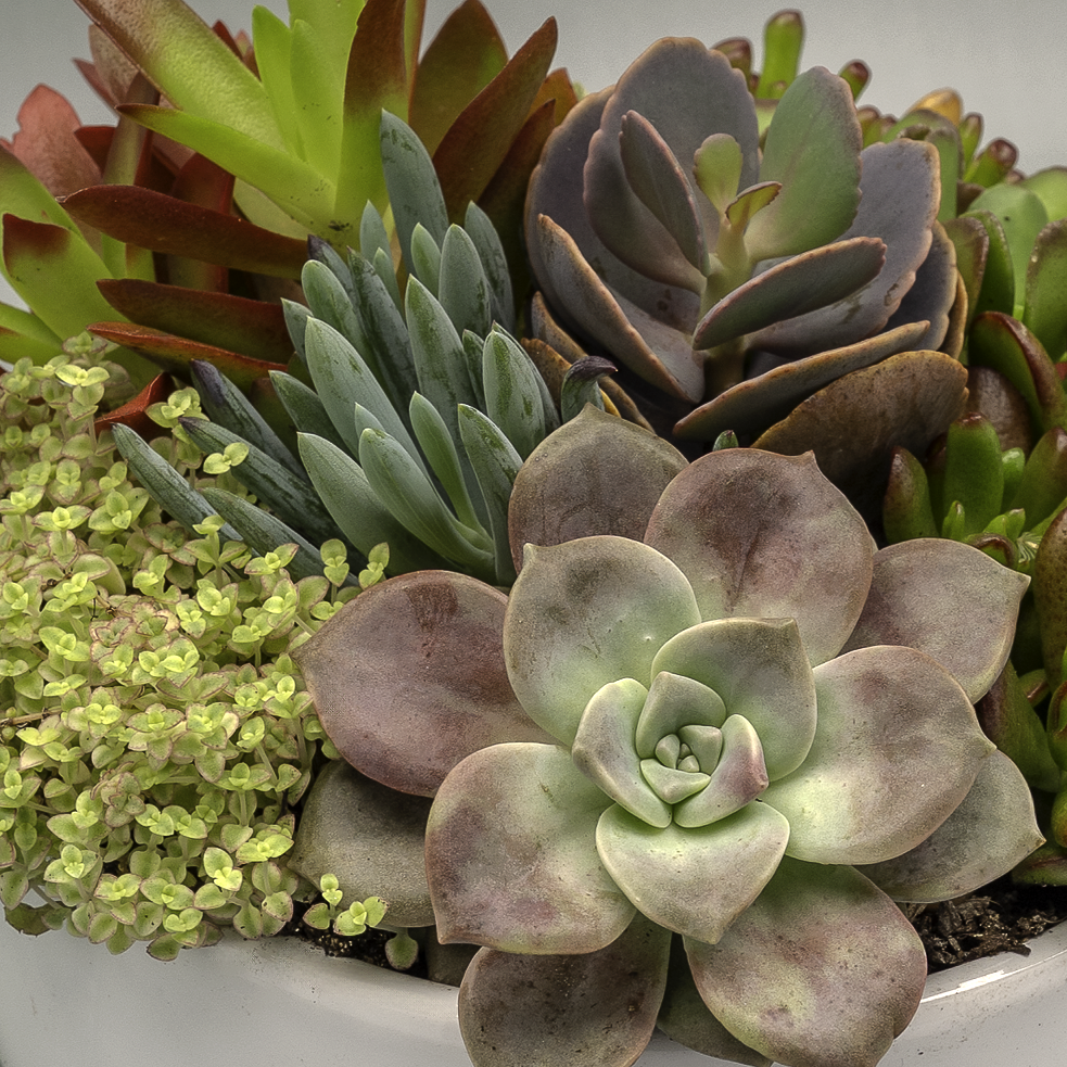 Succulent Bowl