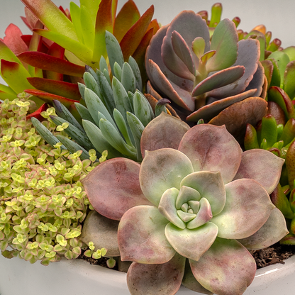 Succulent Bowl