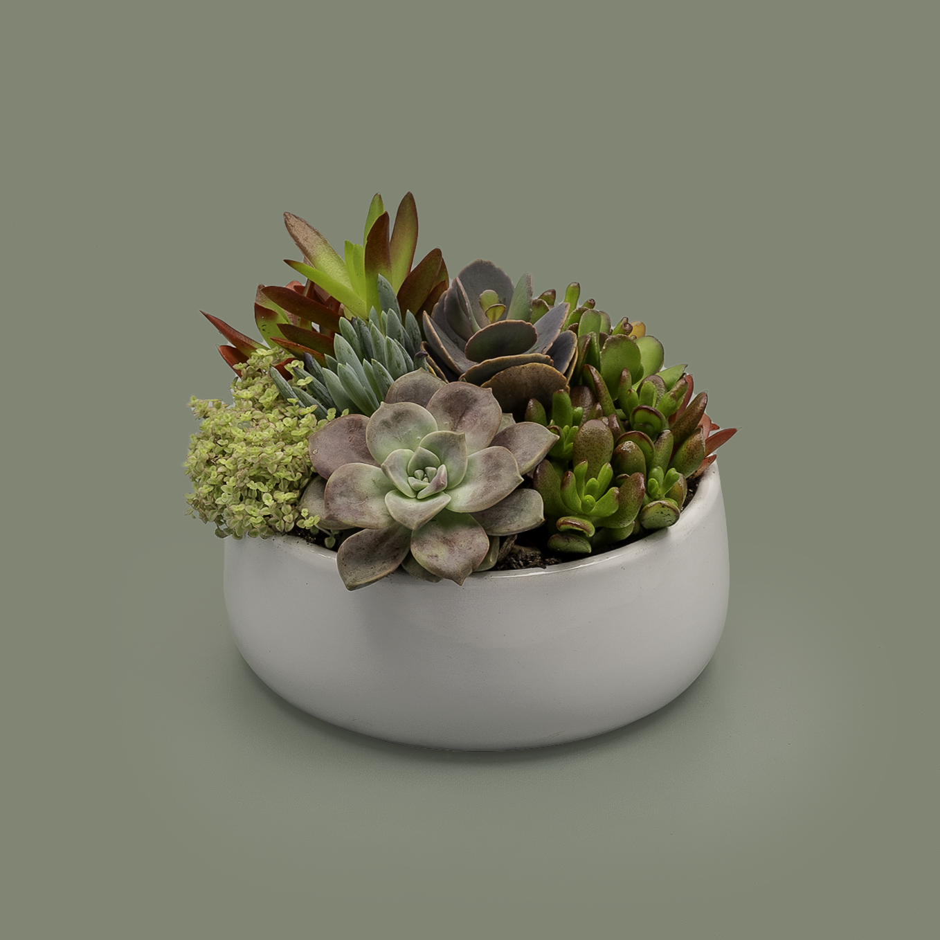 Succulent Bowl