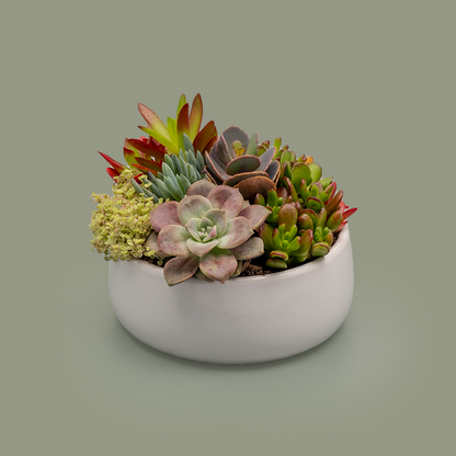 Succulent Bowl