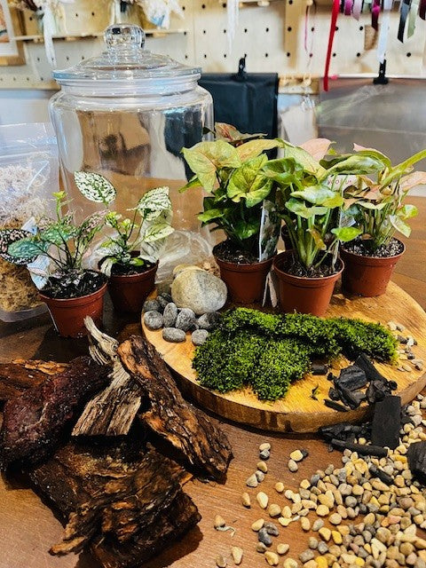 Terrarium Workshop, Saturday 11th October 2025, 4.00 - 6.00pm